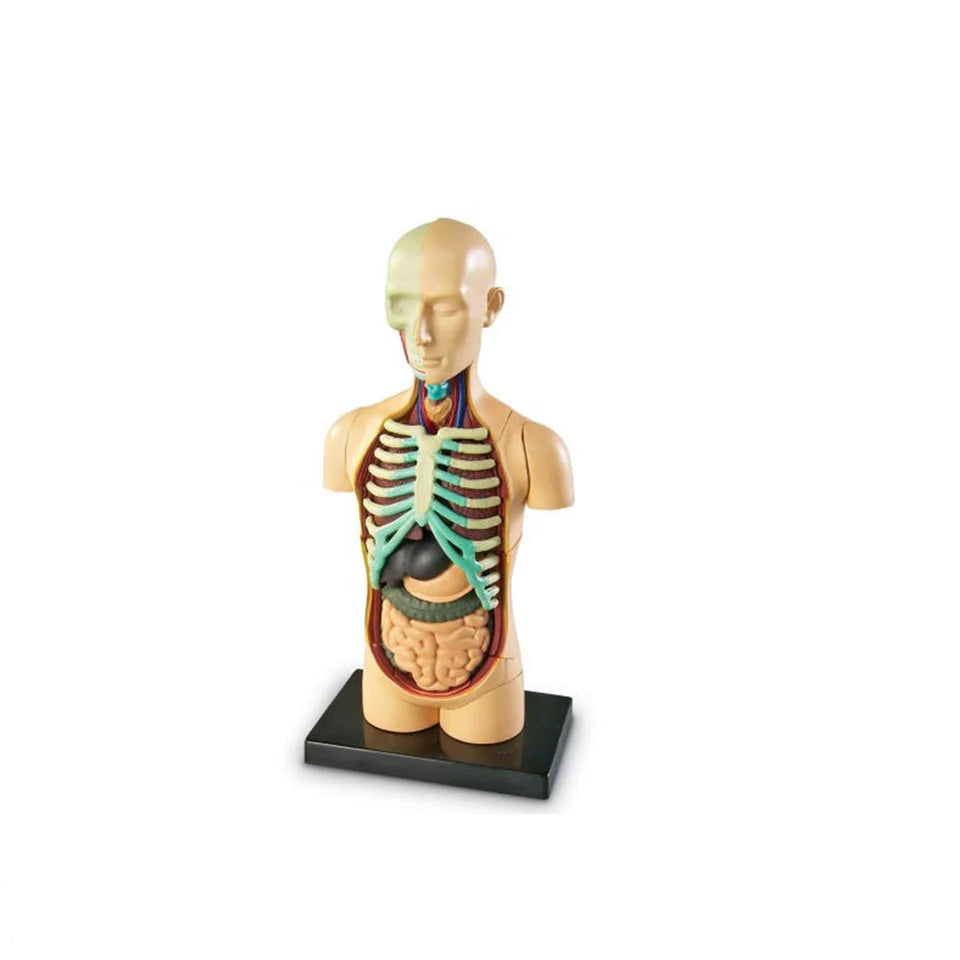 Anatomy Model Human Body[PD][1Pc]