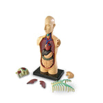 Anatomy Model Human Body[PD][1Pc]