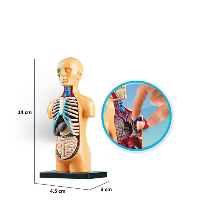 Anatomy Model Human Body[PD][1Pc]