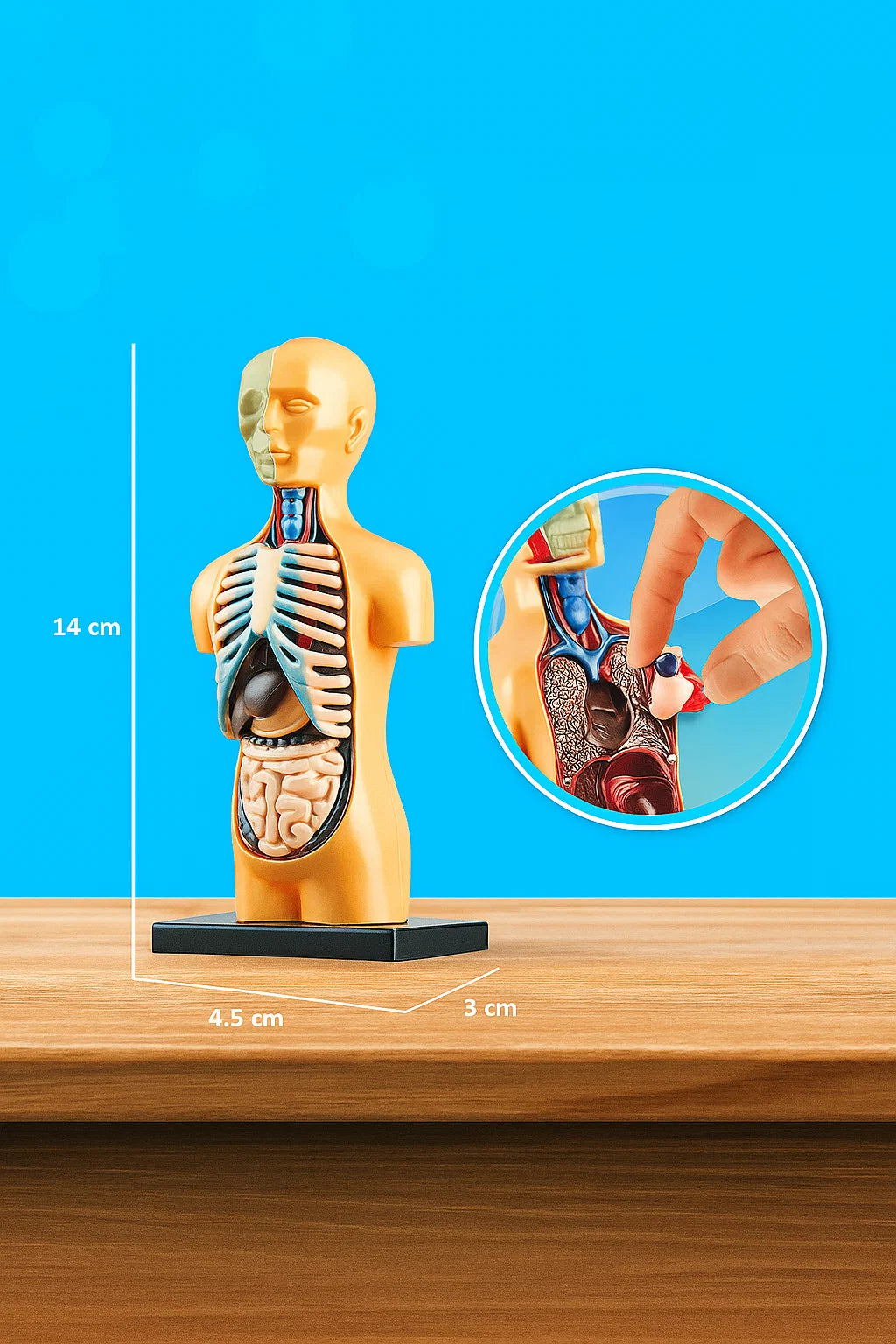Anatomy Model Human Body[PD][1Pc]