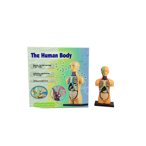 Anatomy Model Human Body[PD][1Pc]